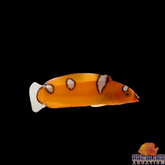 Wrasse - Coris Red Juv