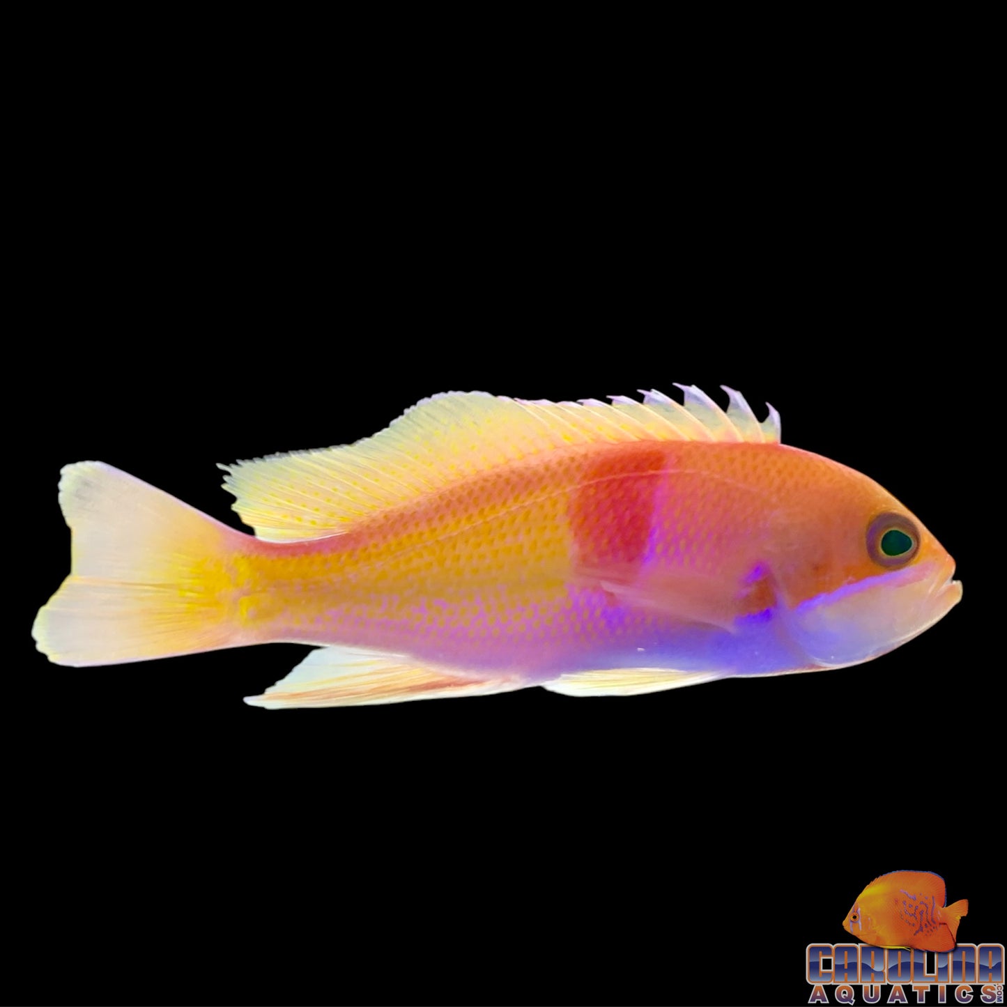Anthias - TriColor