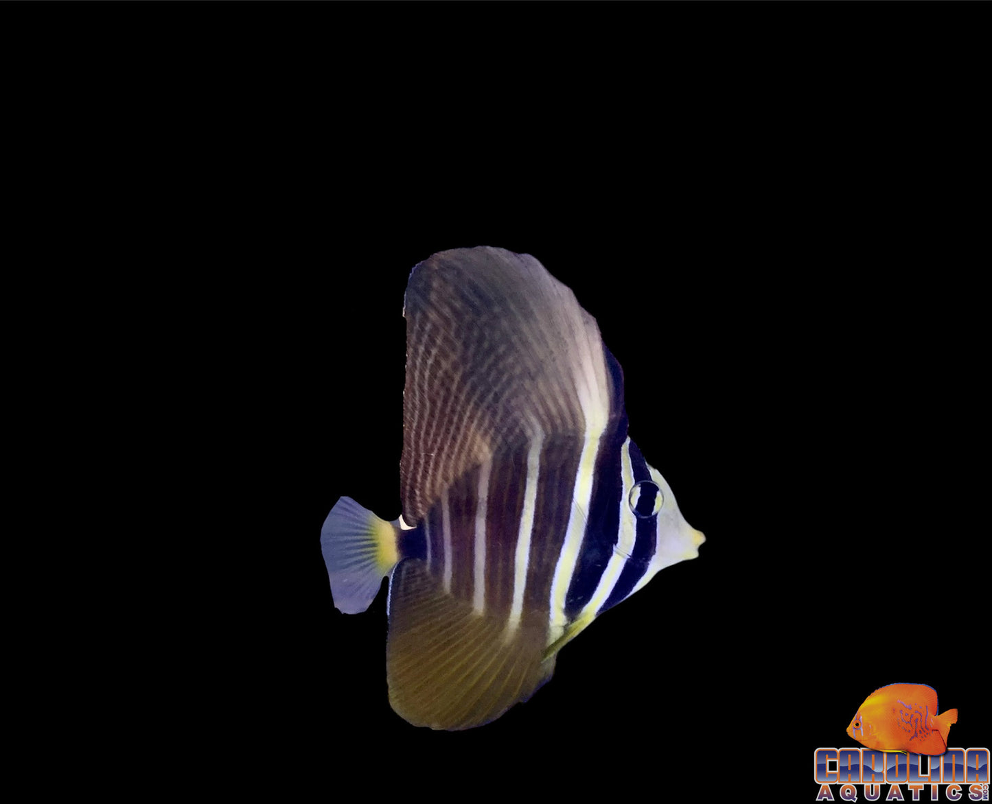 Tang - Sailfin Sm/Md