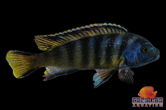 African - Elongatus M/L