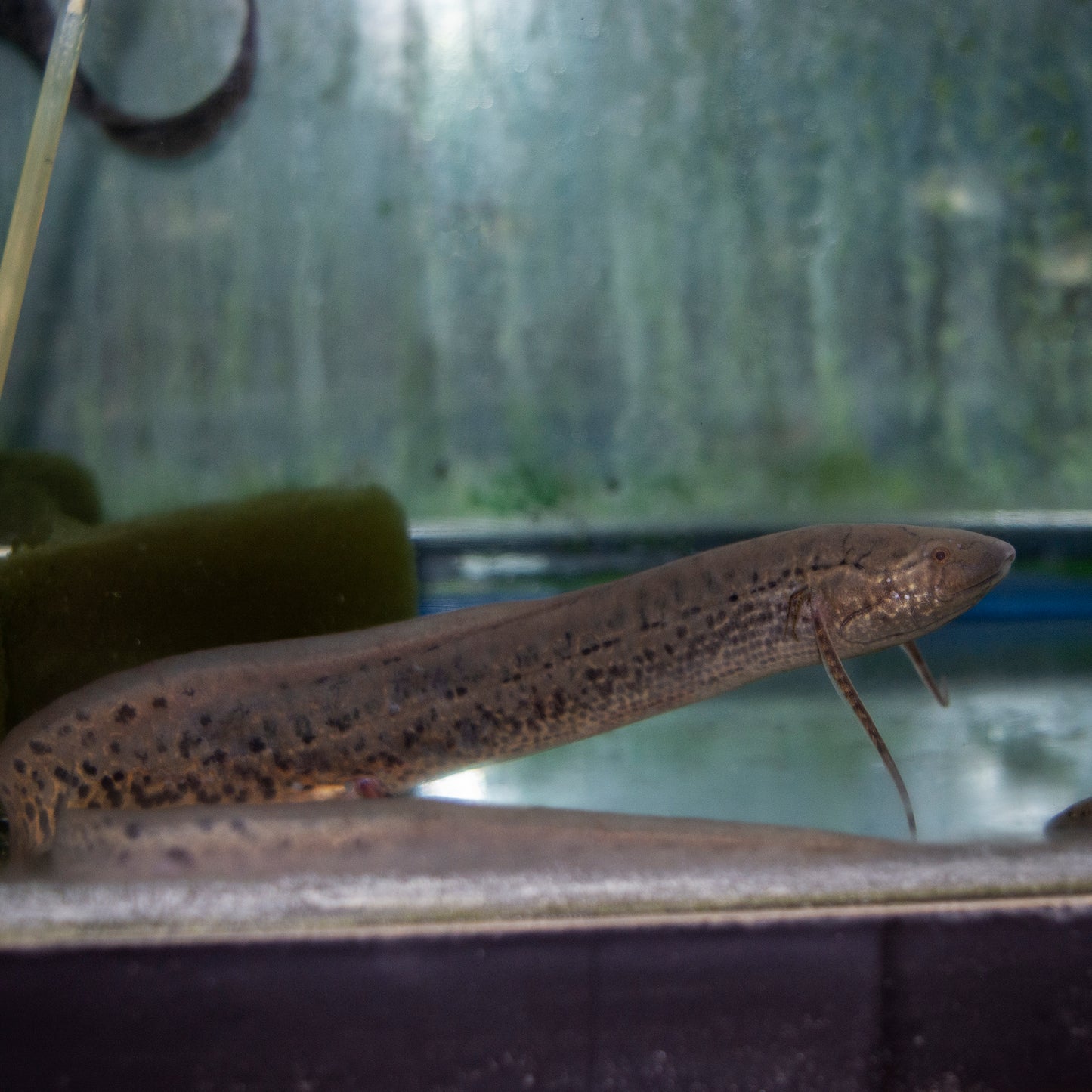 Misc - Lungfish African Spotted Med