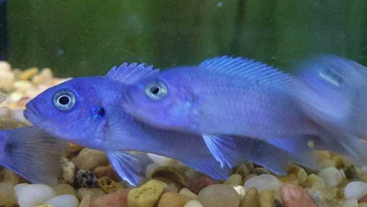 African - Zebra Cobalt Blue