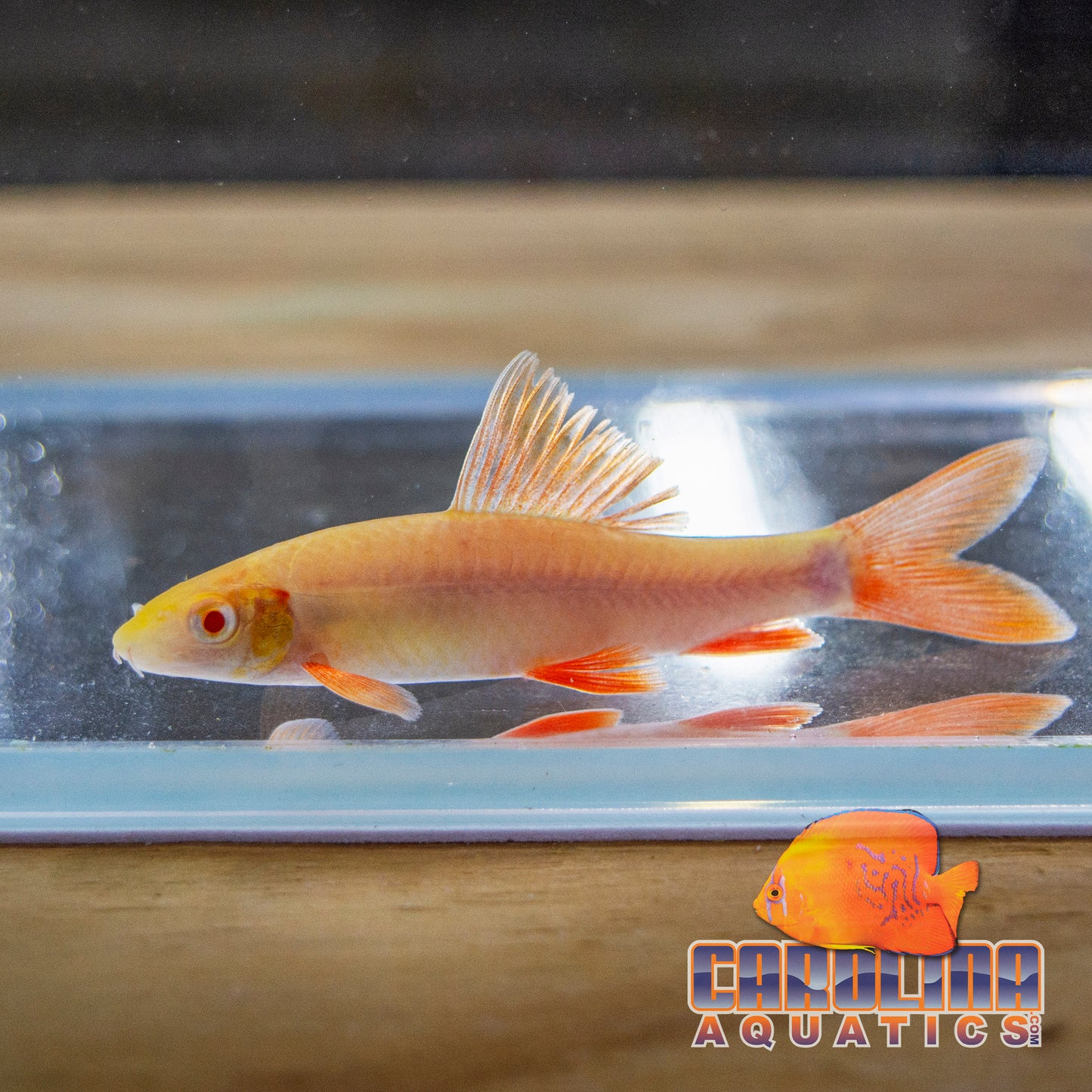 Shark - Albino Rainbow 2-2.5in.