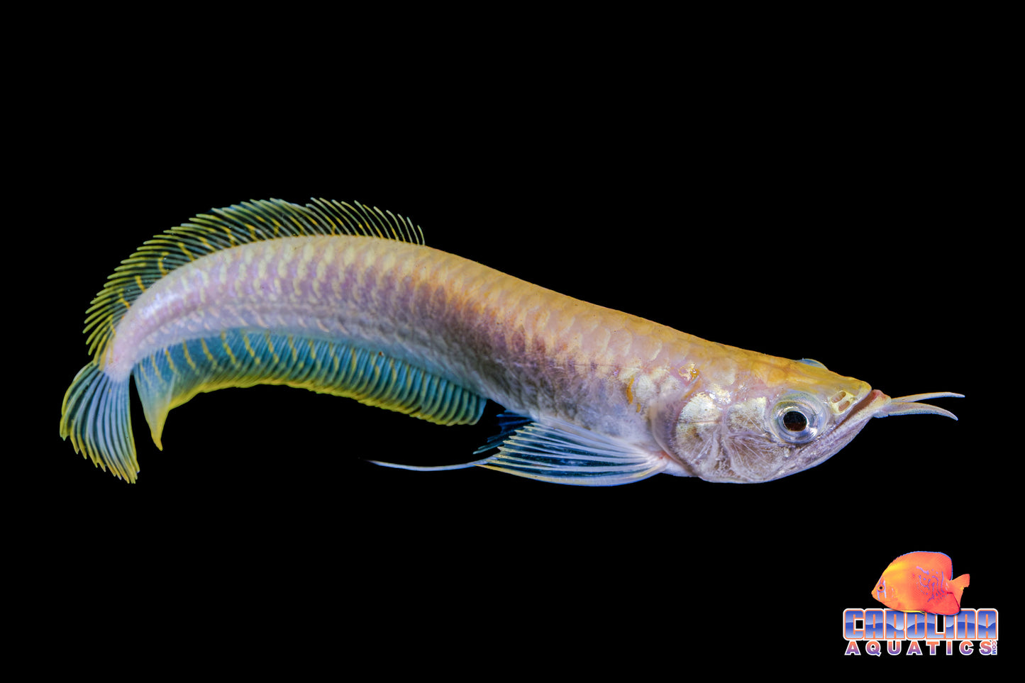Misc - Arowana Albino Silver 4-5in