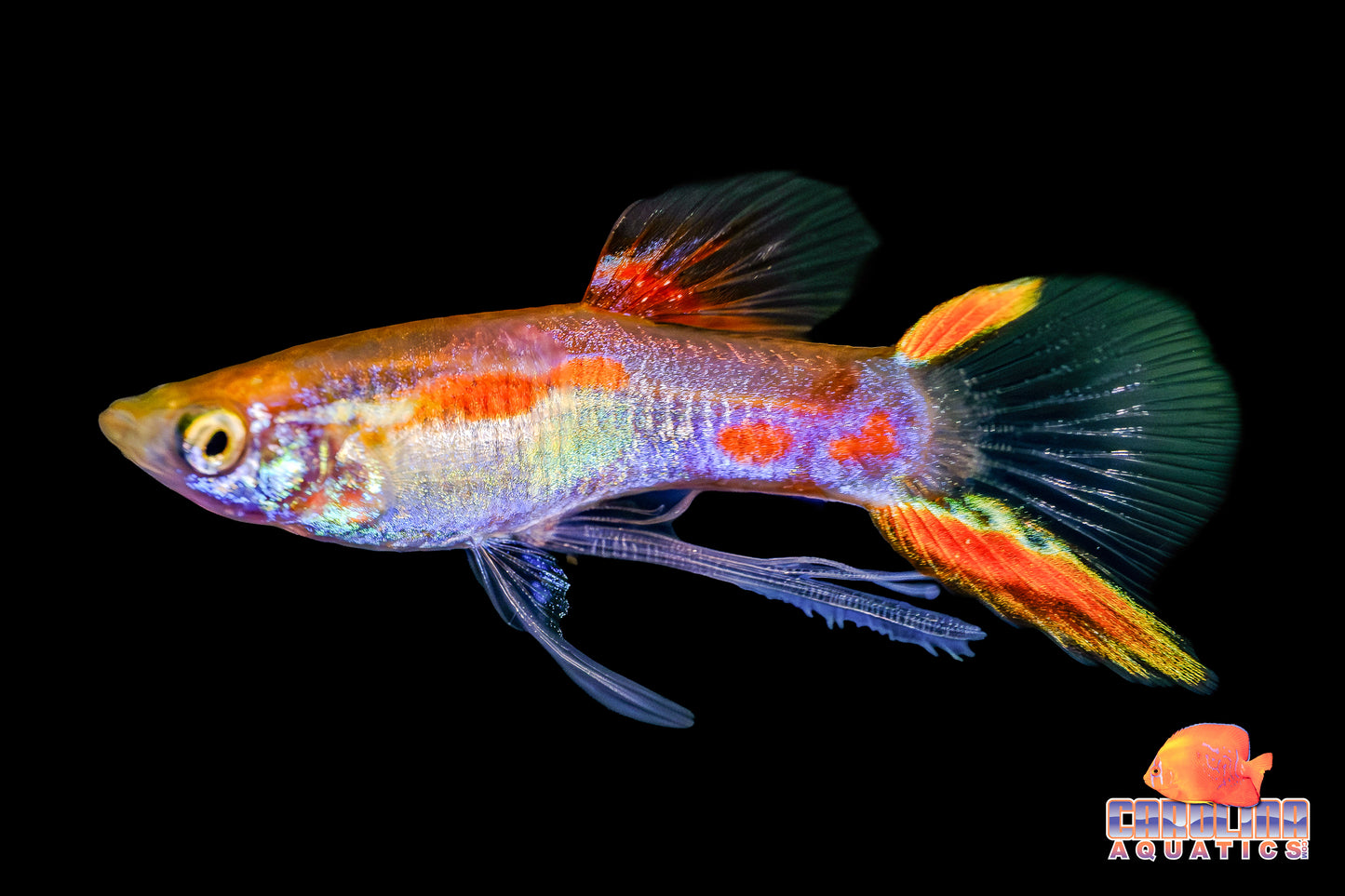 Guppy - Asst. Ribbon