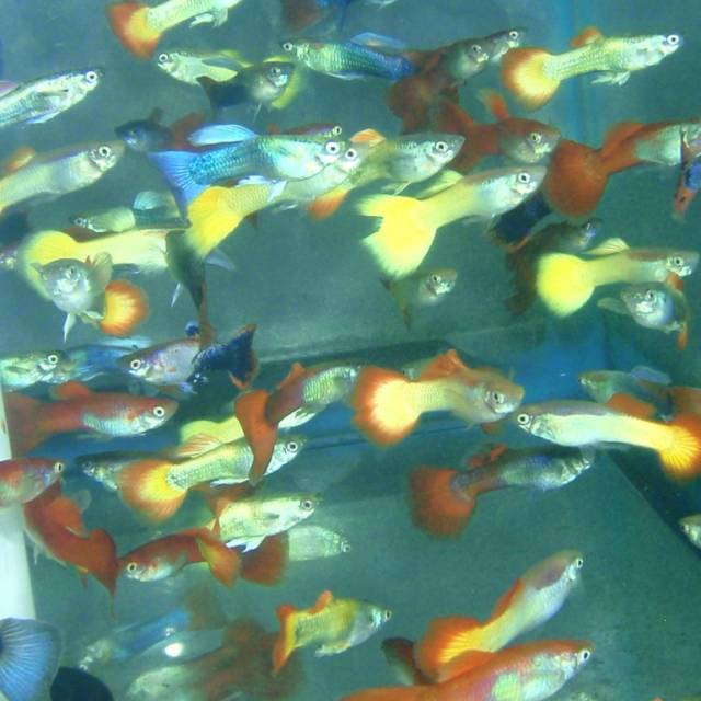 Guppy - Asst Male (Singapore)