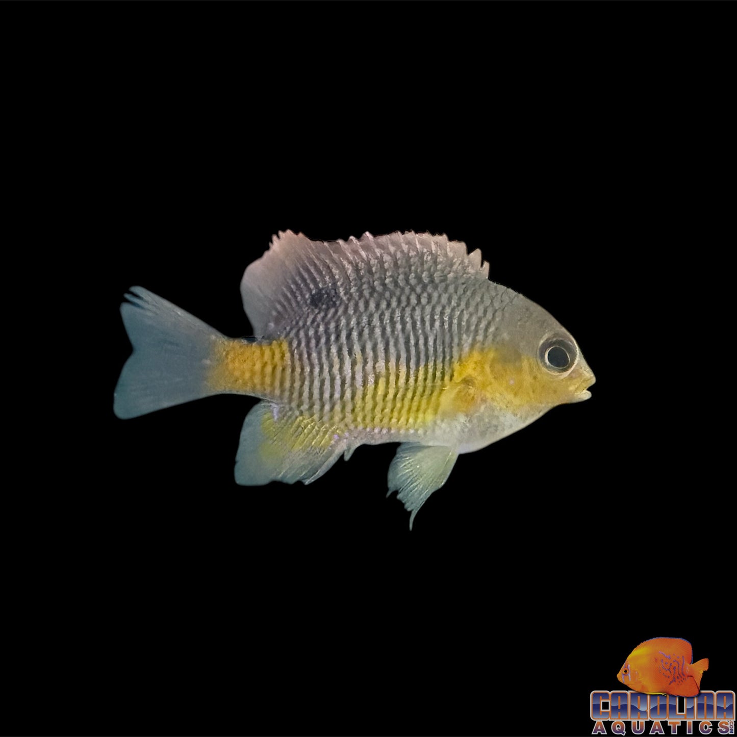Damsel - Yellowtail Cortez