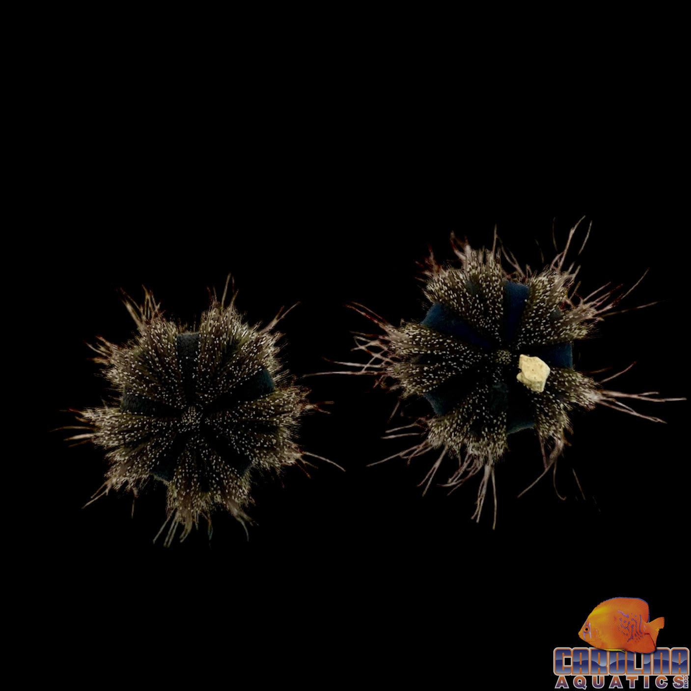 Urchin - Tuxedo
