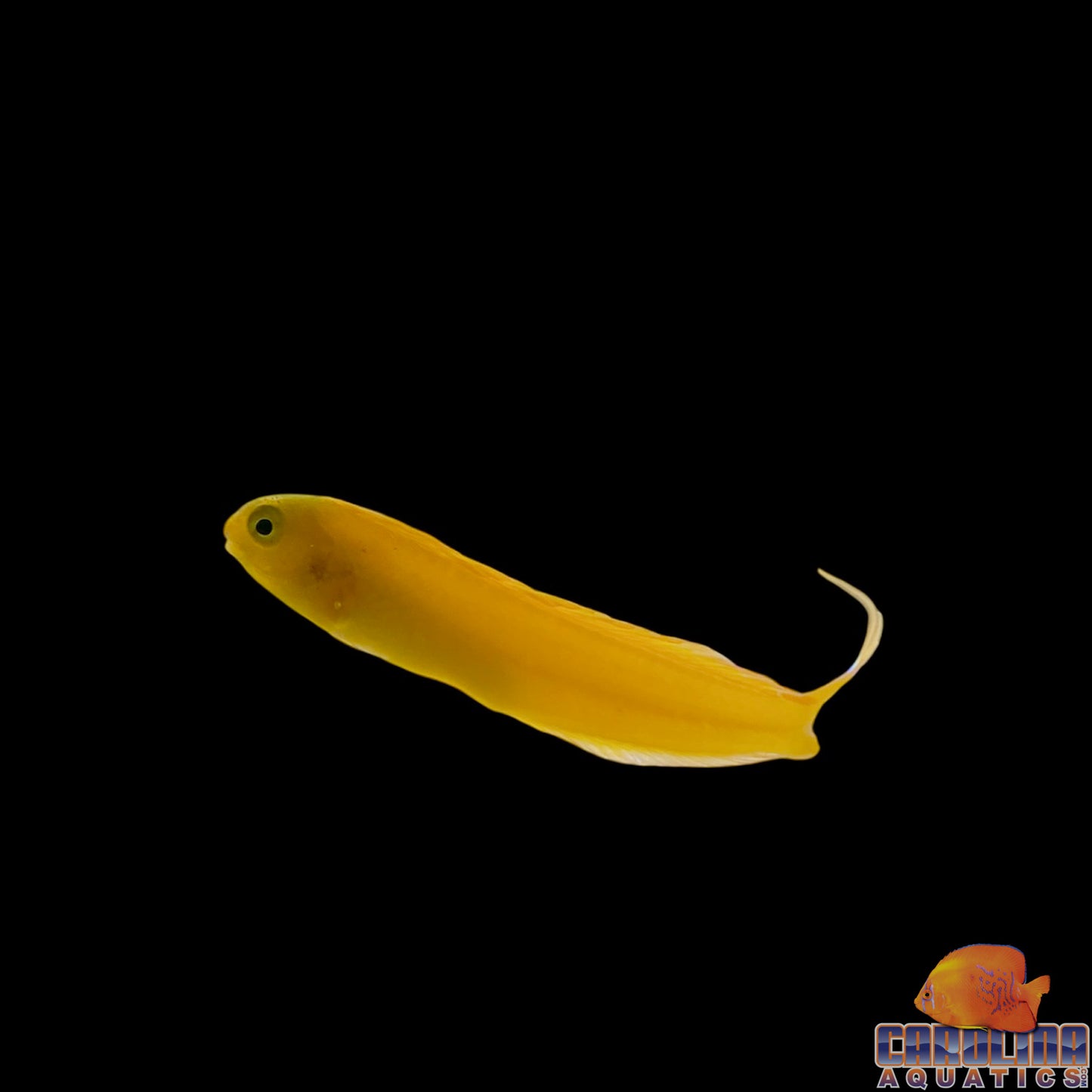 Blenny - Canary Fiji