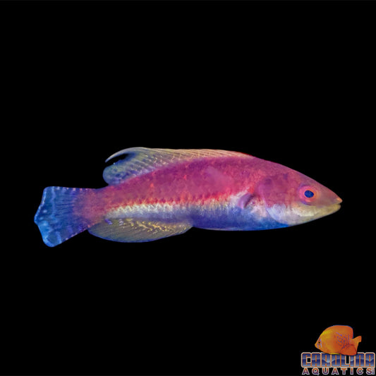 Wrasse - Fairy WhipFin