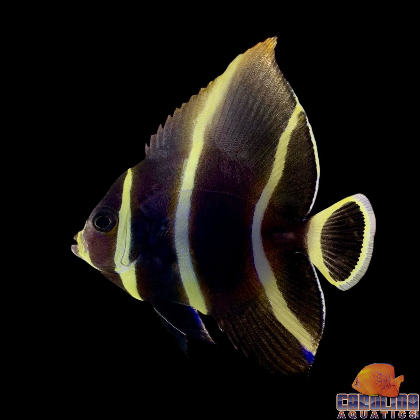 Angel - French Sm/Md