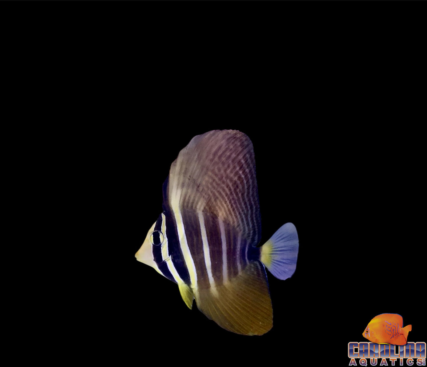 Tang - Sailfin Sm/Md