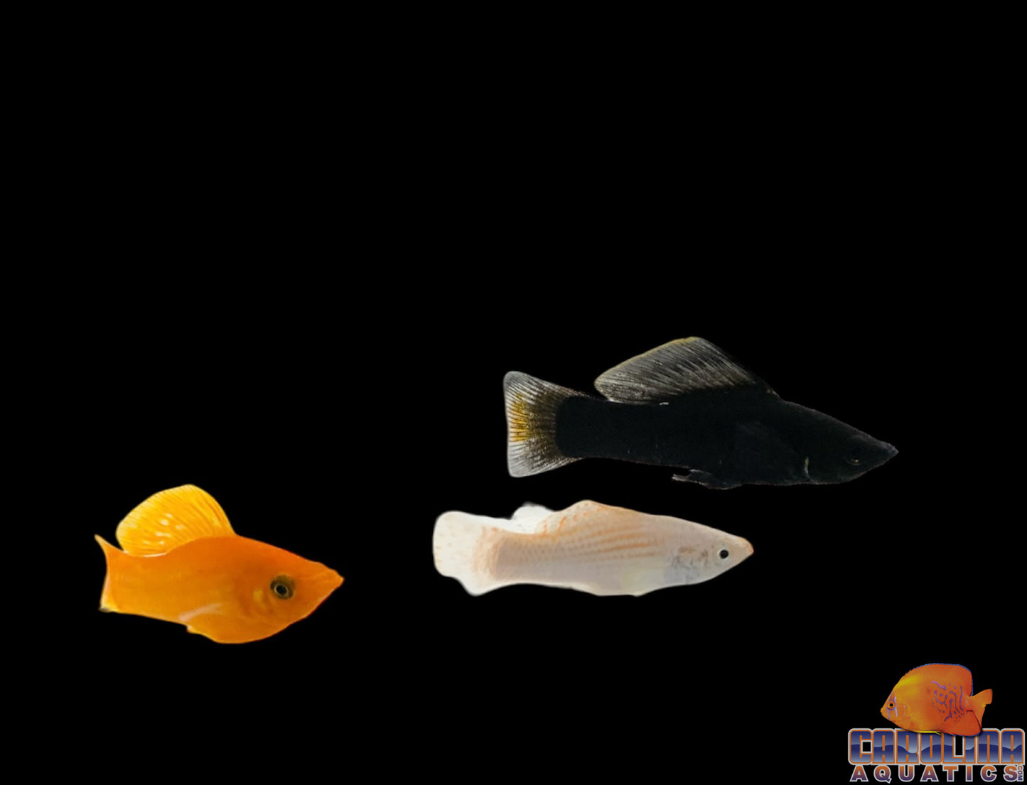 Molly - Sailfin Asst Saltwater Acclimated