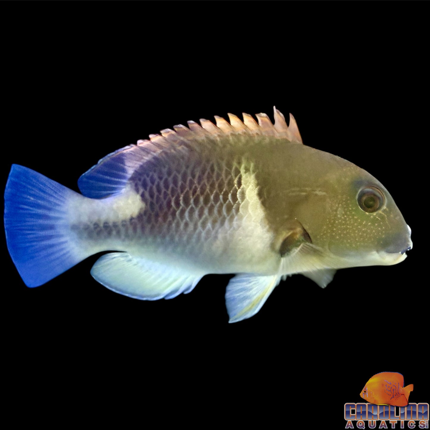 Tusk - Orange Dotted