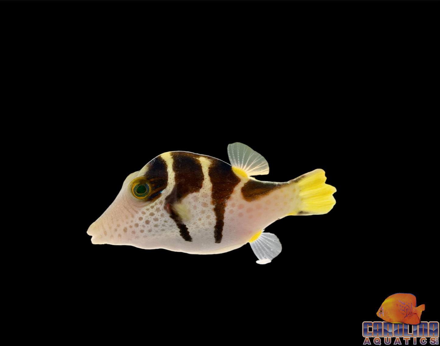 Puffer - Valentinae