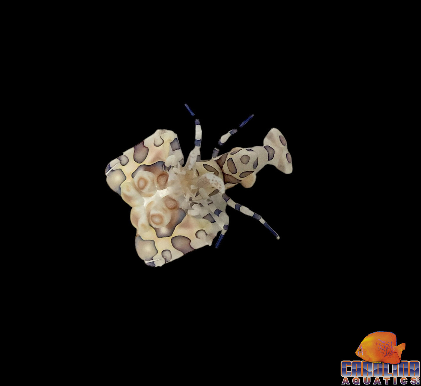 Shrimp - Harlequin Lg
