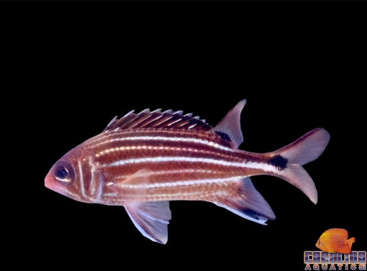 Squirrelfish Striped