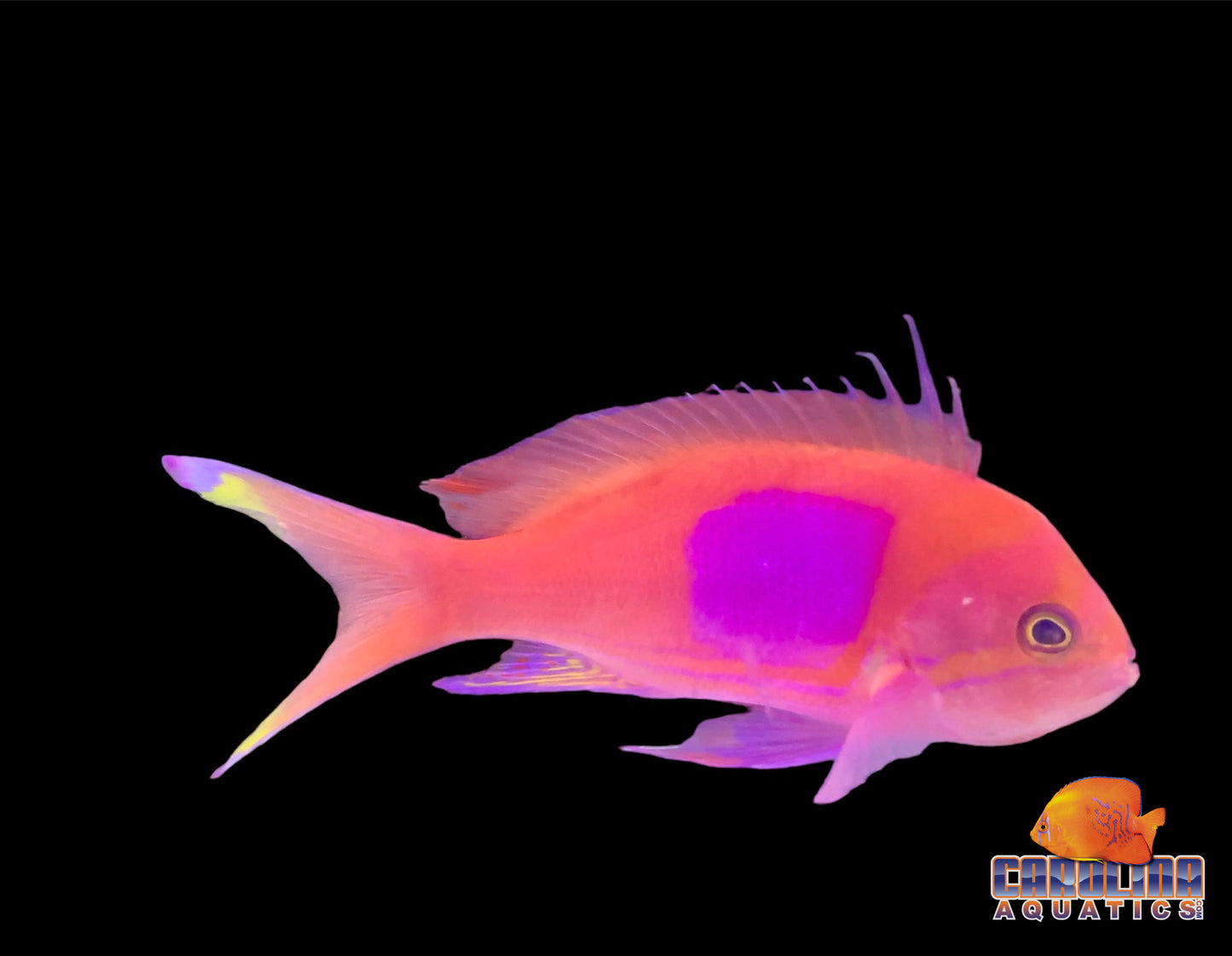 Anthias - Square Male