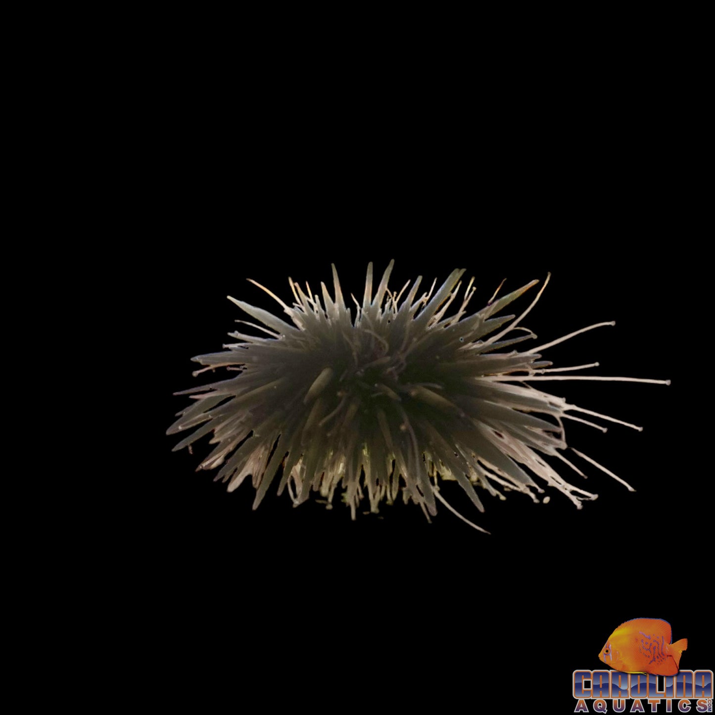 Urchin - Caribbean Rock