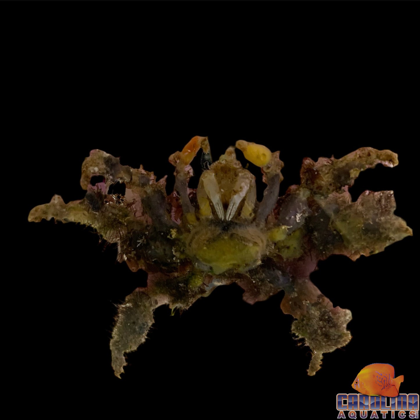 Crab - Spider Decorator
