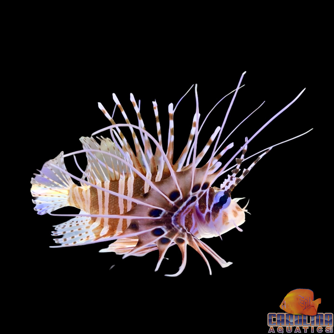 Lionfish - Antennata