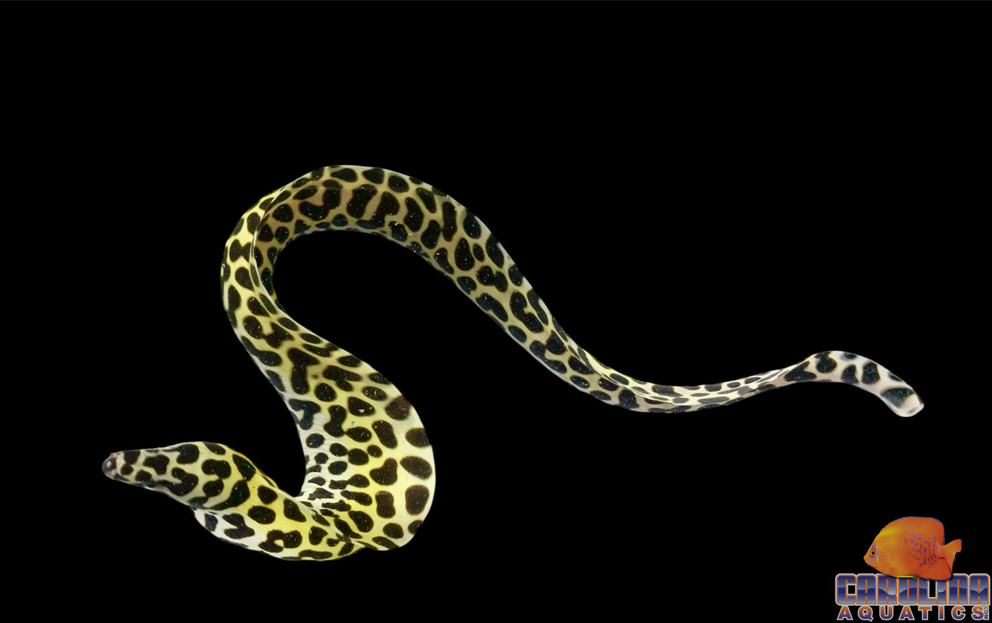 Eel - Tessalata Md/Lg