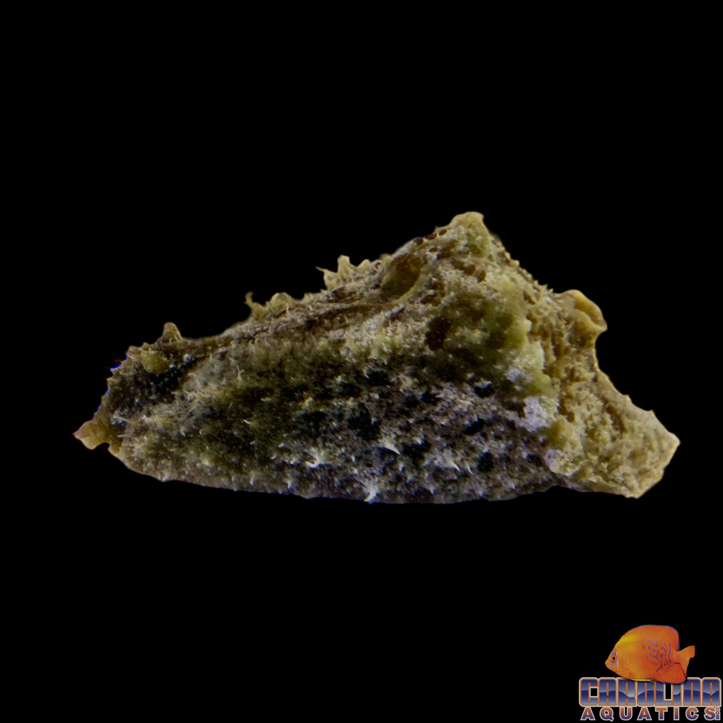 Sea Hare Sm