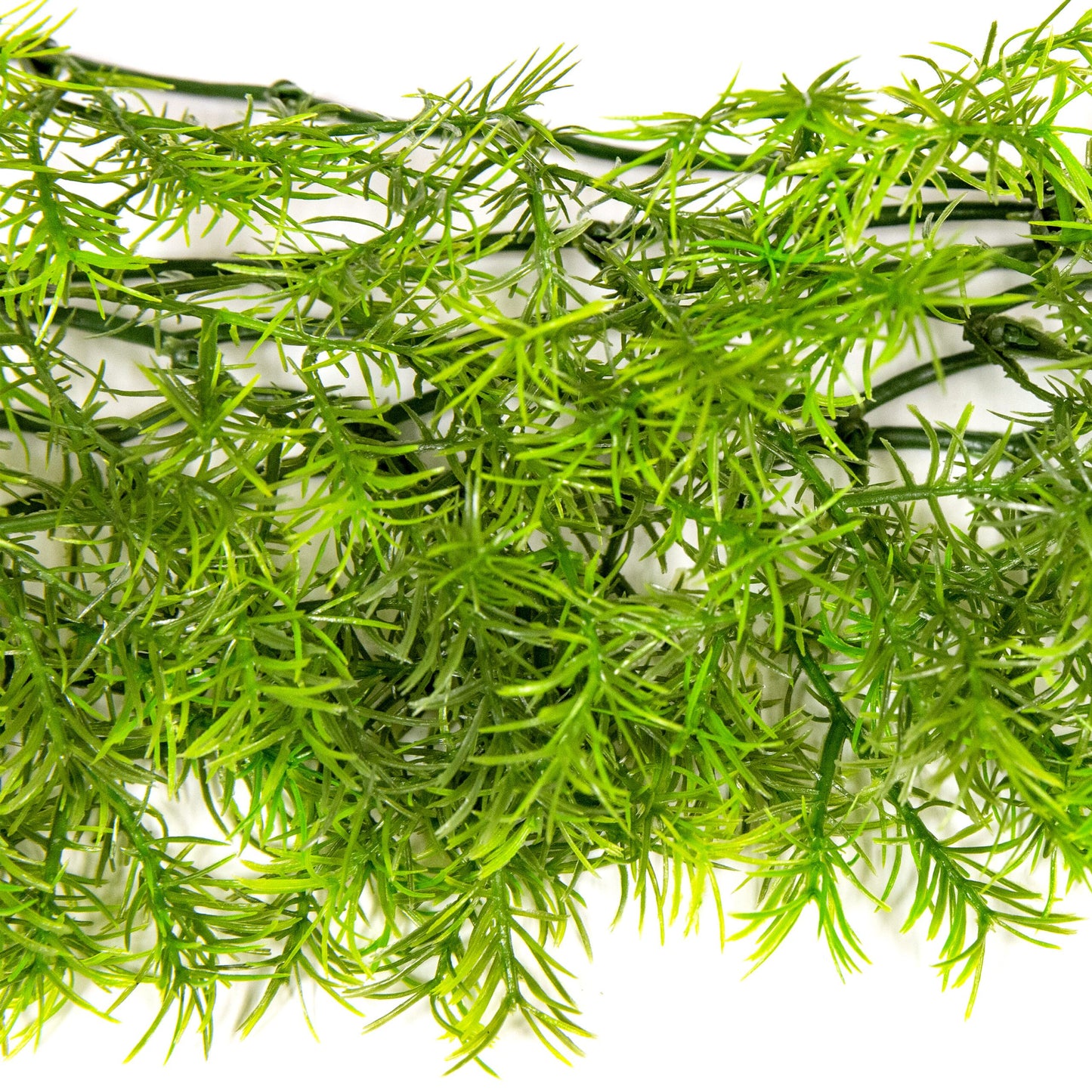 Naturalistic Flora - Cashuarina