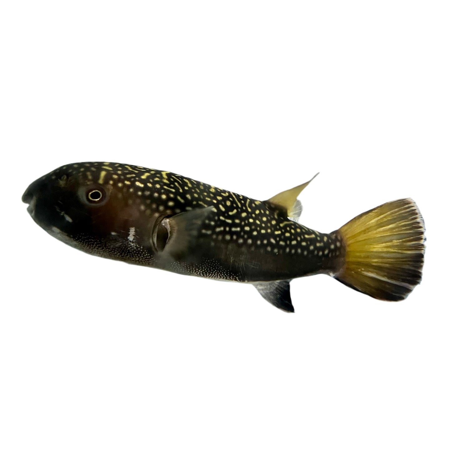 Misc - Puffer Bengal Gold Spotted Med 3-4in