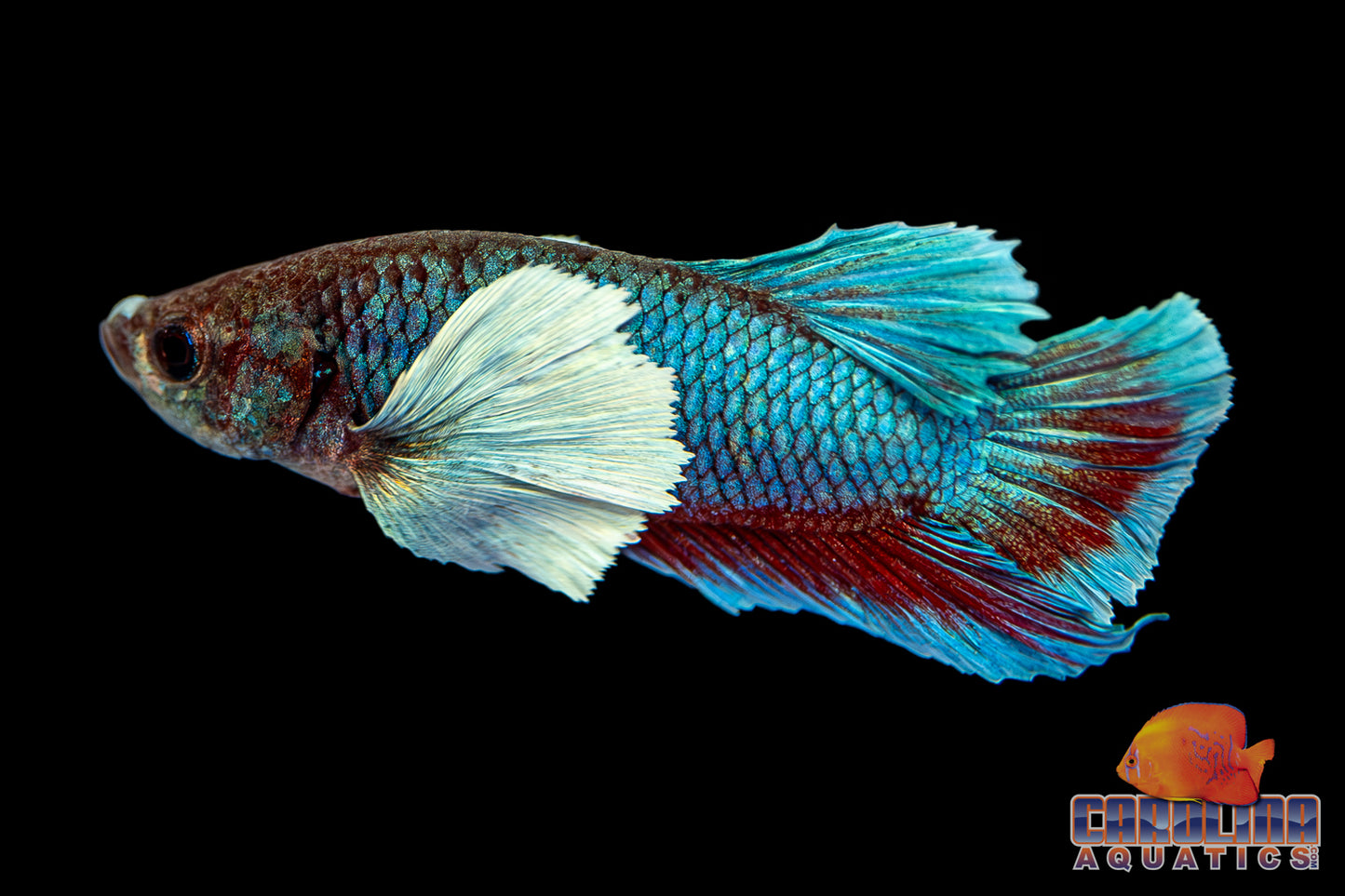 Betta - Dumbo Male