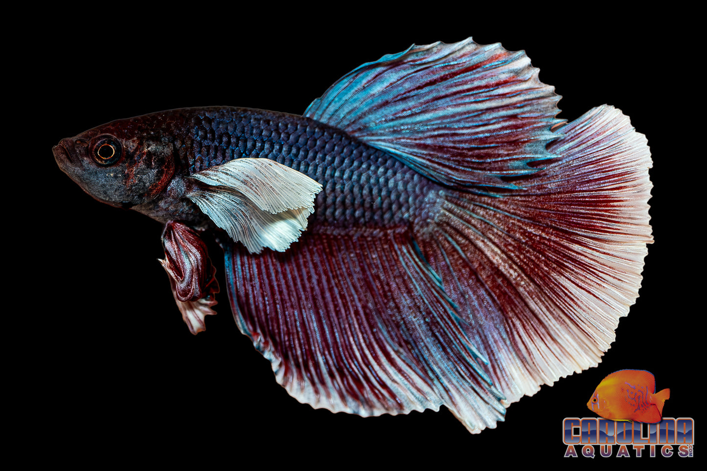 Betta - Elephant Ear L/F Male