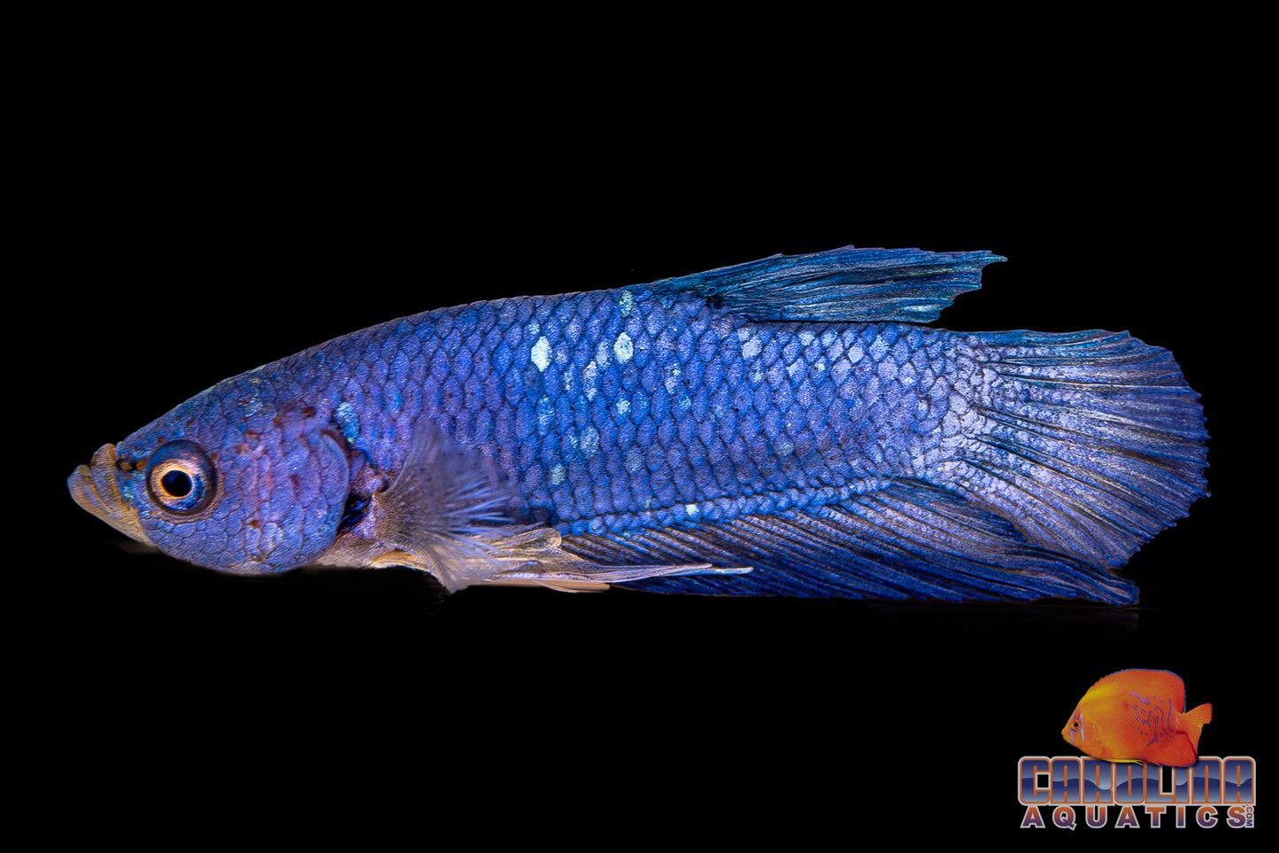 Betta - Shortfin Halfmoon