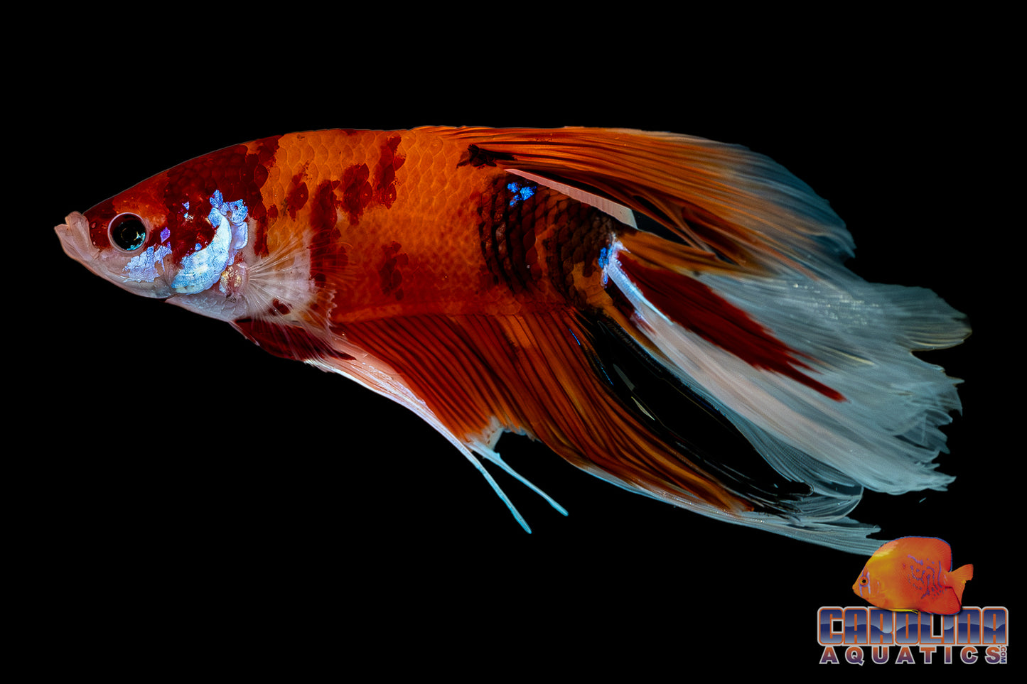 Betta - Giant Koi Halfmoon Male
