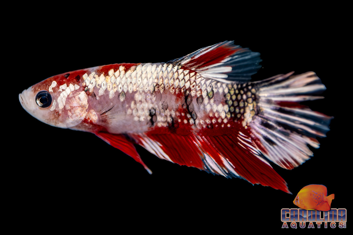 Betta - Koi Male