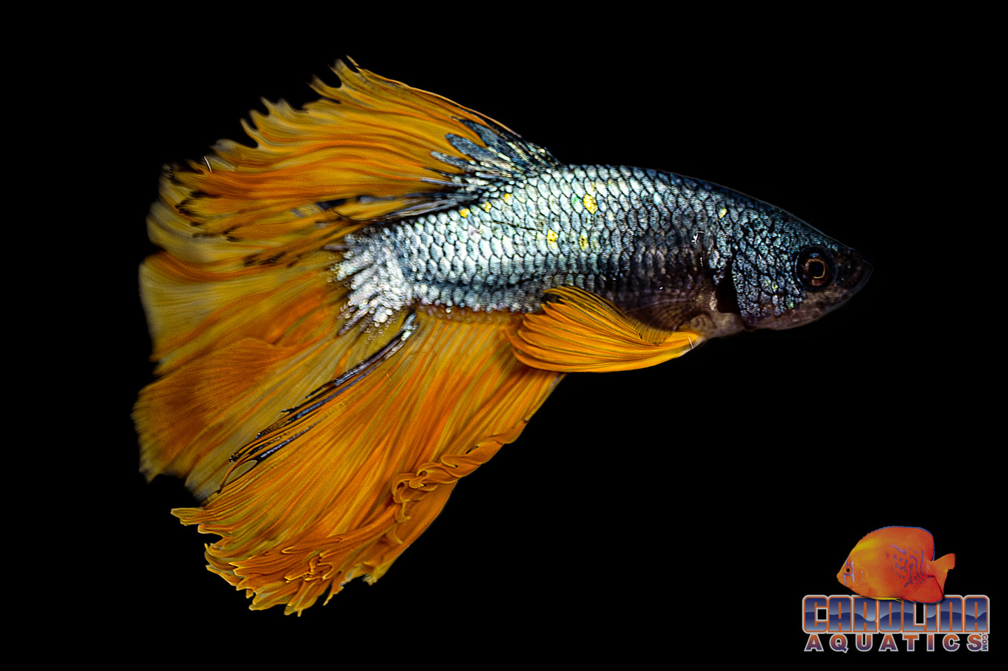 Betta - Mustard Gas Halfmoon Male