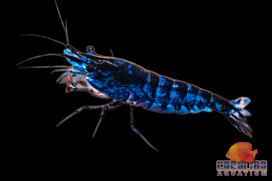 Invert - Shrimp Blue Diamond