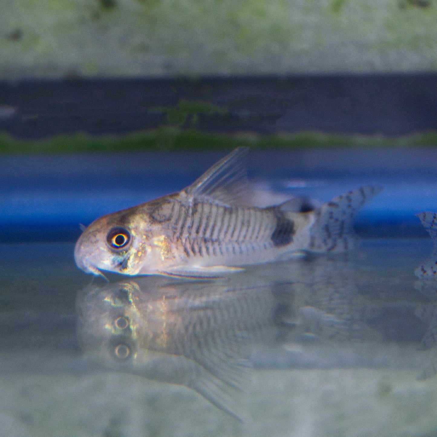 Cory - Bumblebee T.R. Med