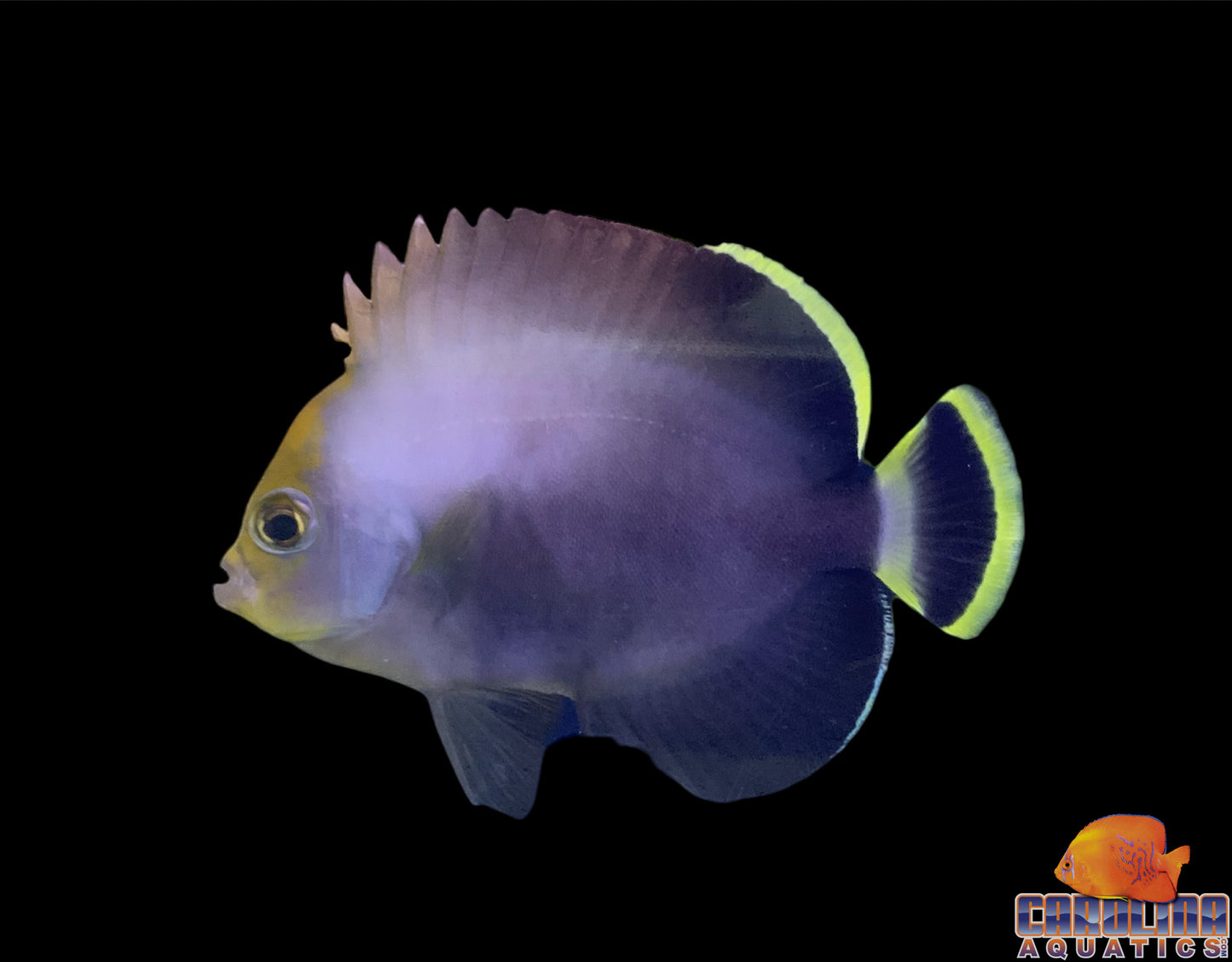 Angel - Poma Grey