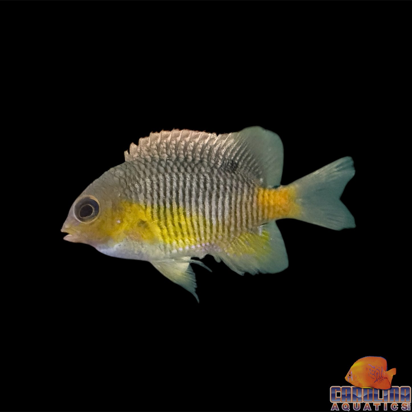 Damsel - Yellowtail Cortez