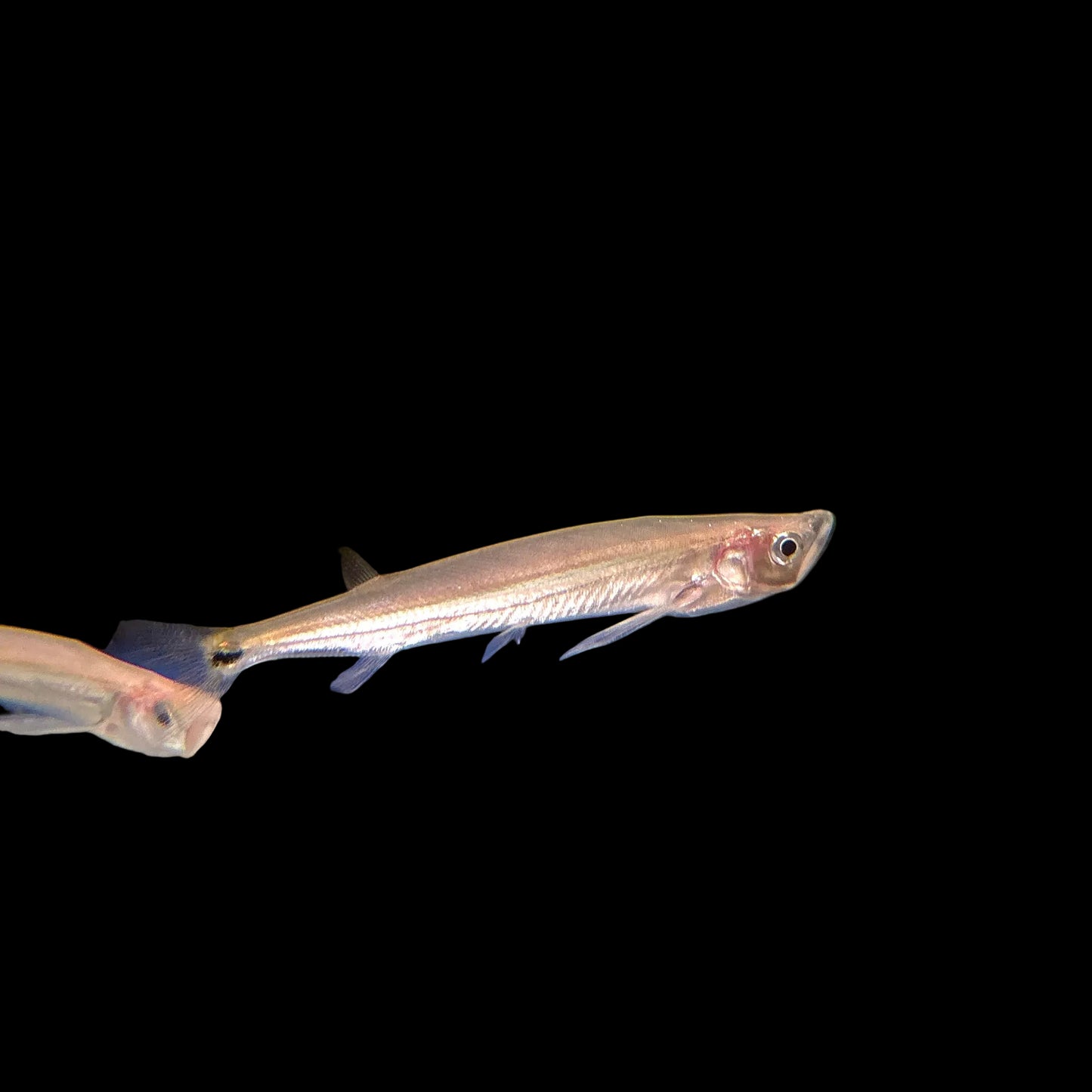 Misc - Giant Sword Minnow 2.5-3in