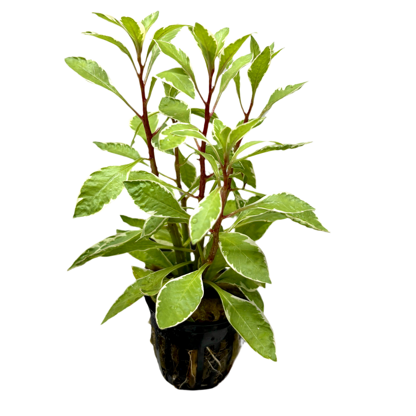 Ludwigia Cuba White Potted