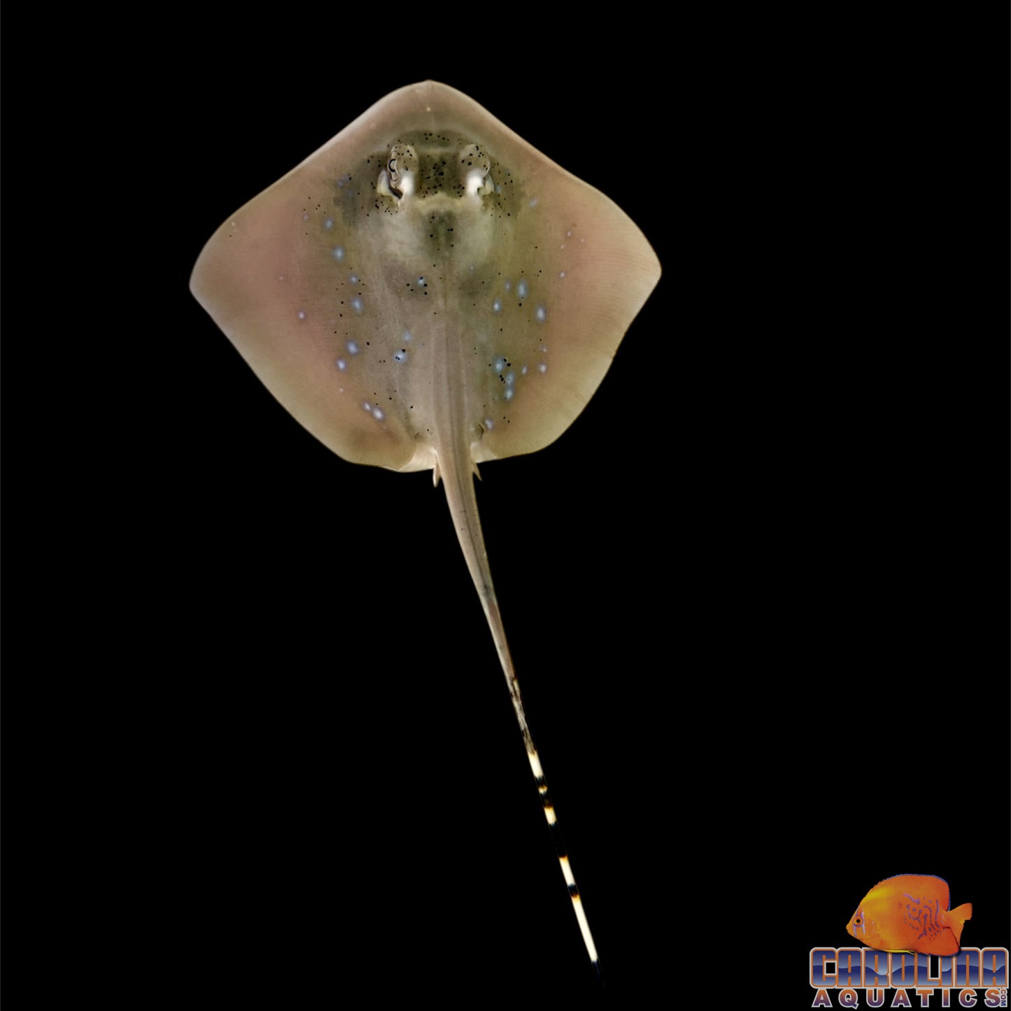 Stingray - Blue Spotted Maskray