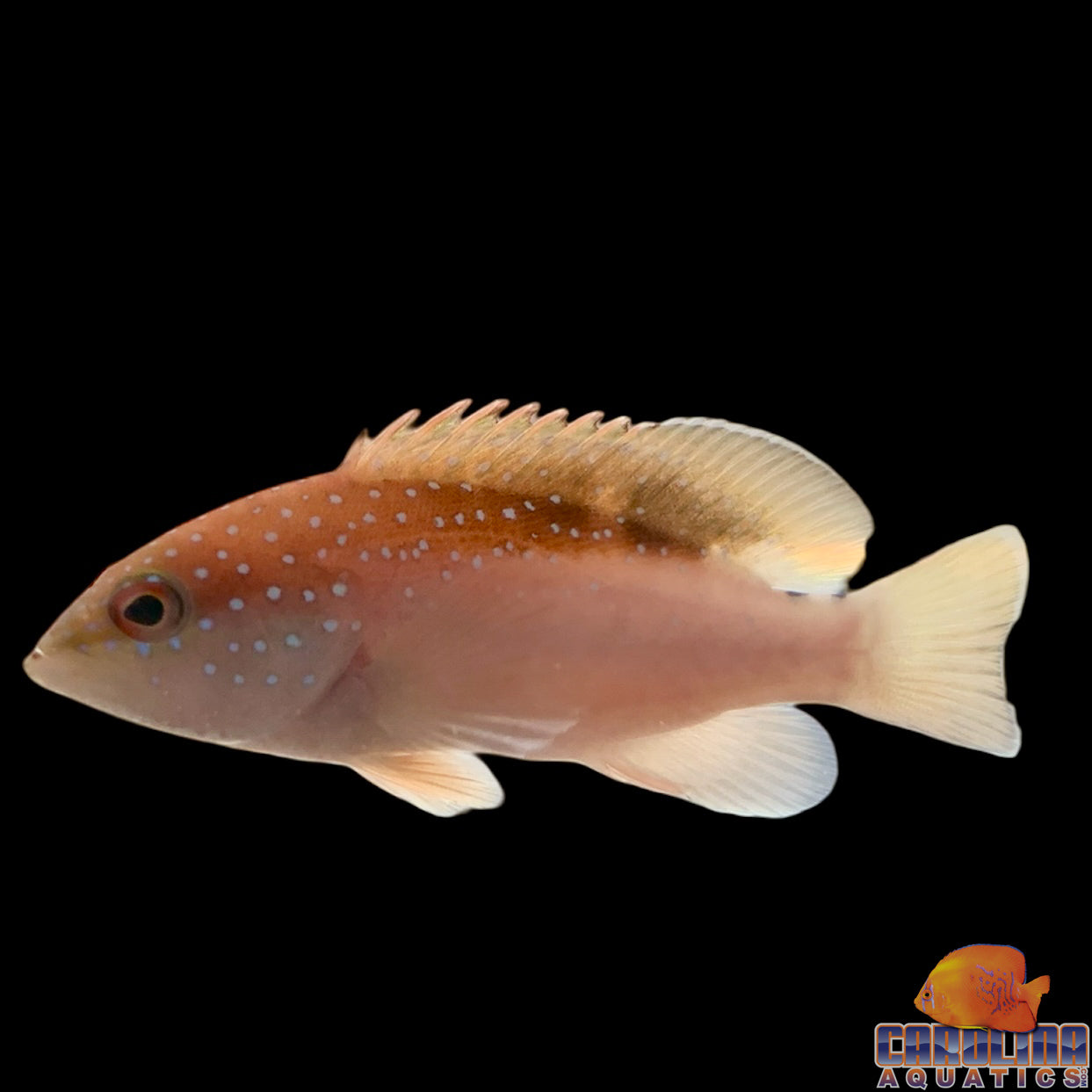 Grouper - Coney Juv Sm
