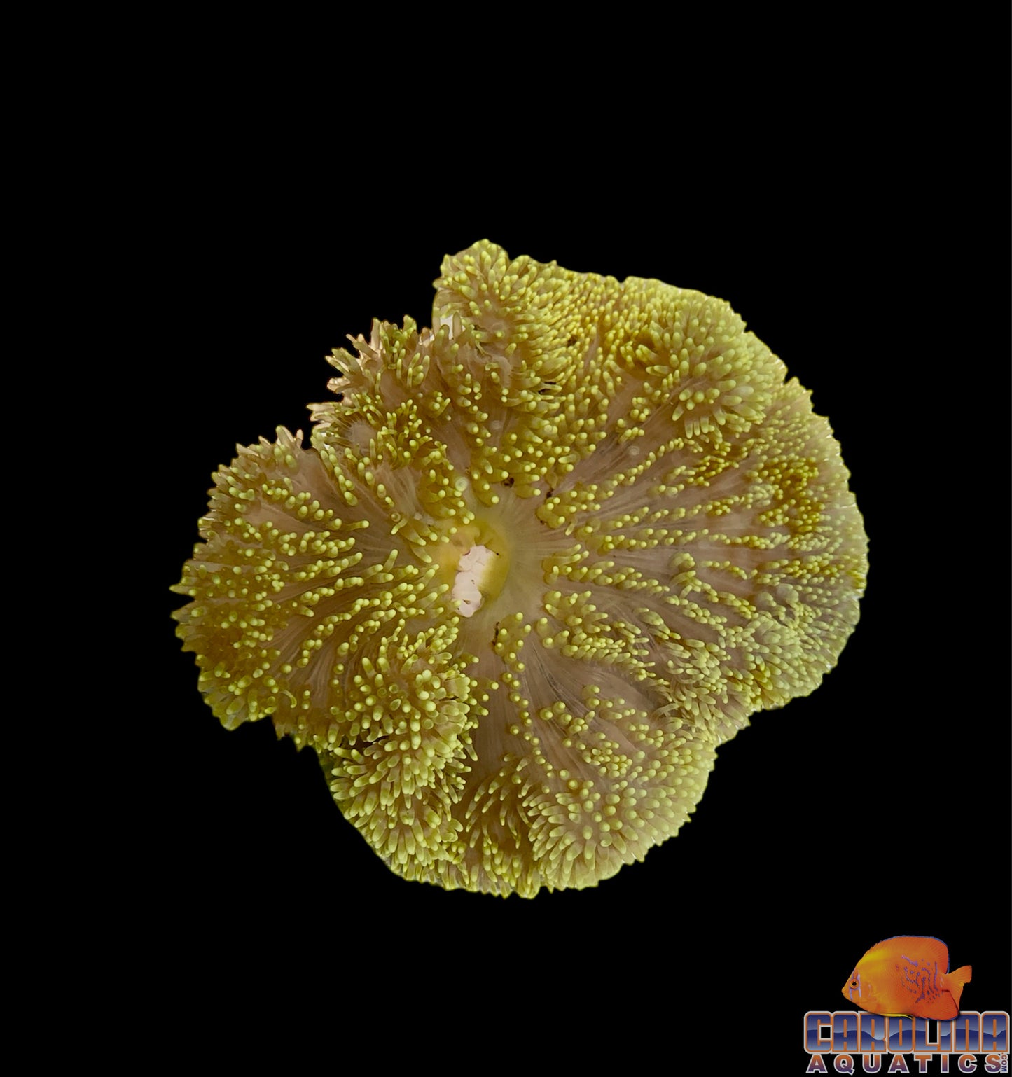 Anemone - Carpet Gigantea Green Md/Lg