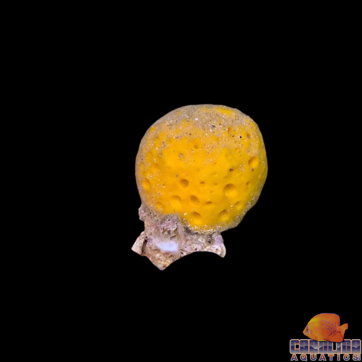 Sponge - Yellow Ball
