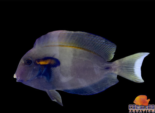 Tang - Orange Shoulder Sm/Md