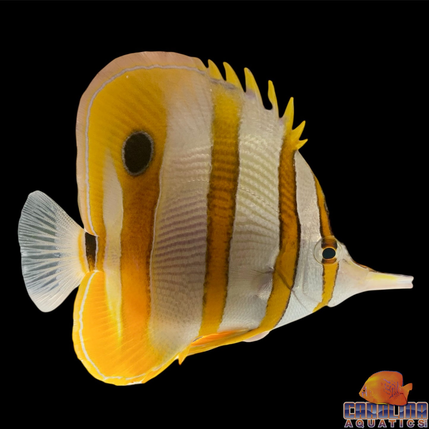 Butterfly - Copperband Md/Lg