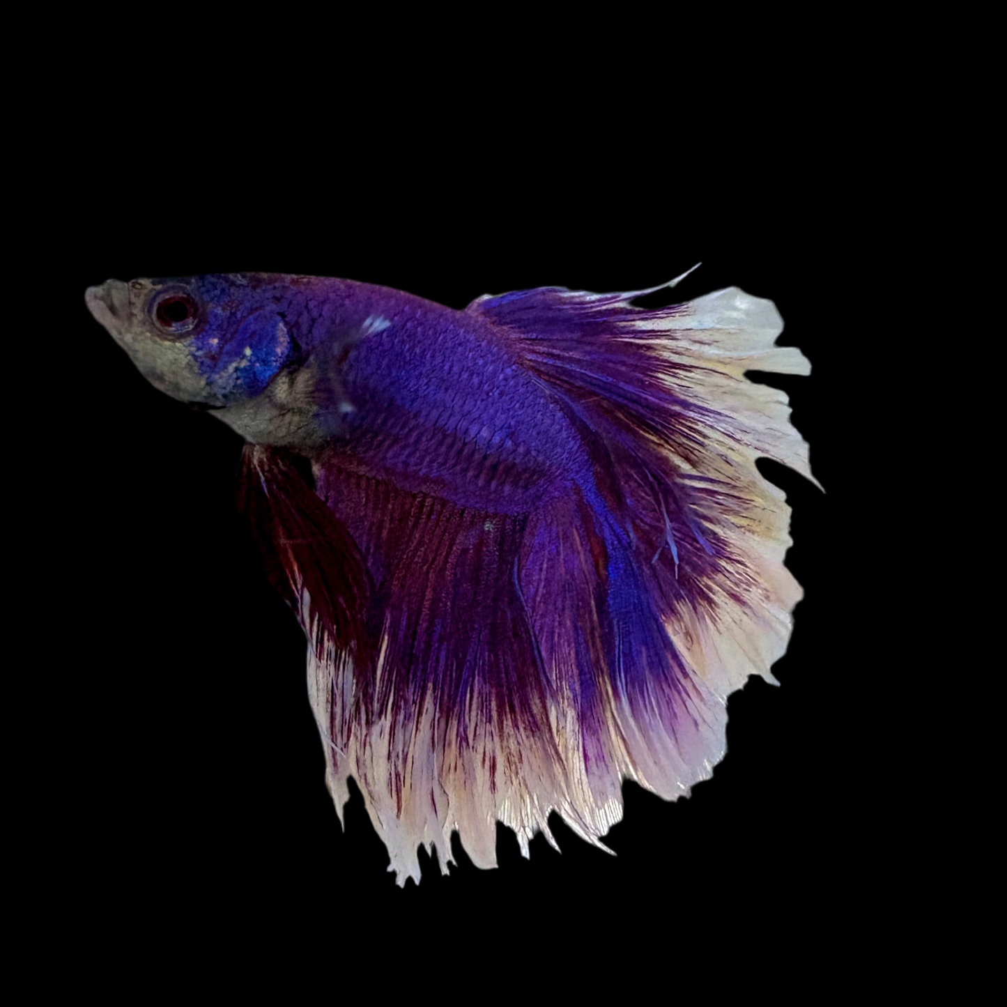Betta - Butterfly Halfmoon
