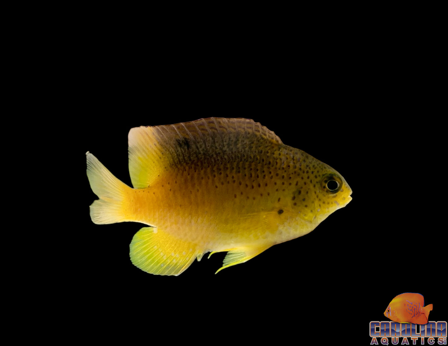 Damsel - Beaugregory