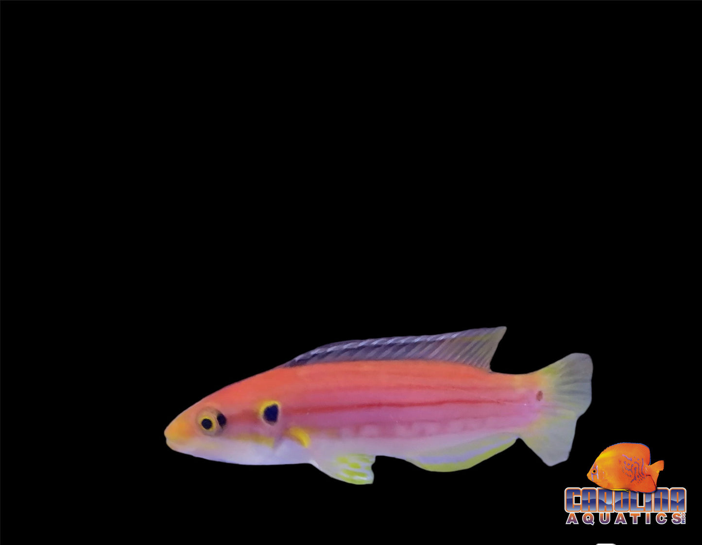 Hogfish - Twinspot
